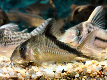 corydoras melini