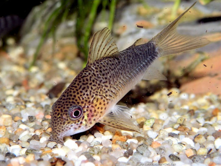 corydoras sp. 