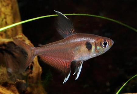 hyphessobrycon copelandi