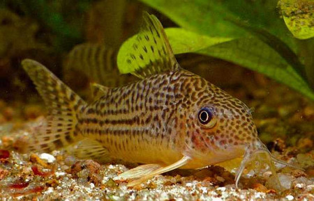 corydoras spectabilis