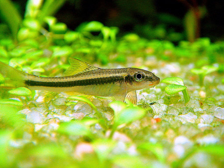 garra cambodgiensis