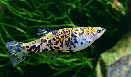 phalloceros caudimaculatus