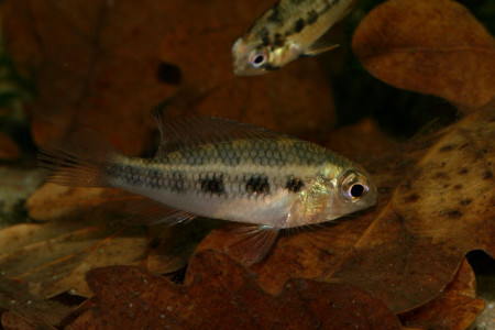 crenicara punctulatum