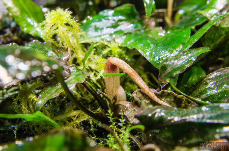 cryptocoryne minima