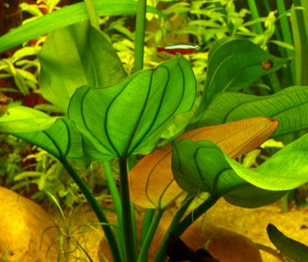 echinodorus cordifolius var.