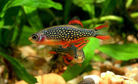 danio margaritatus