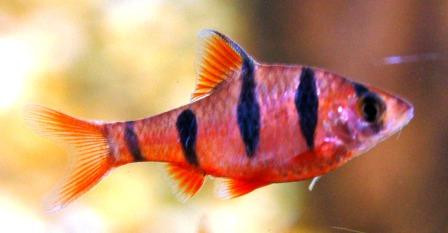 desmopuntius hexazona