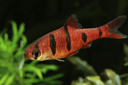 desmopuntius pentazona