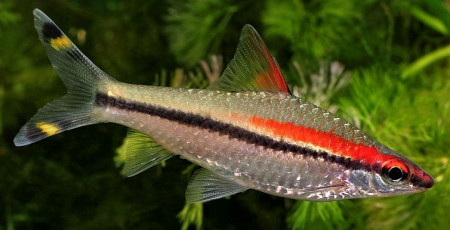 sahyadria denisonii