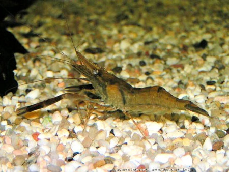 macrobrachium dayanum