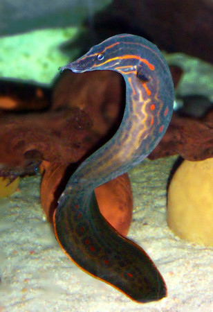 mastacembelus erythrotaenia