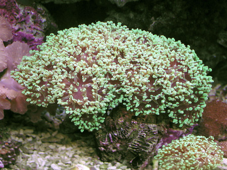 euphyllia paradivisa