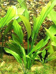 echinodorus longiscapus