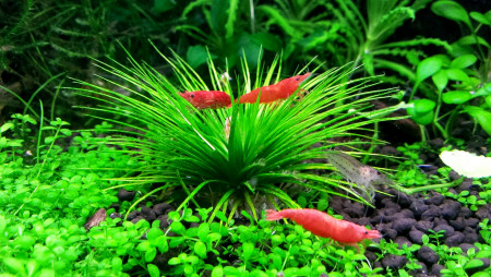 eriocaulon sp.