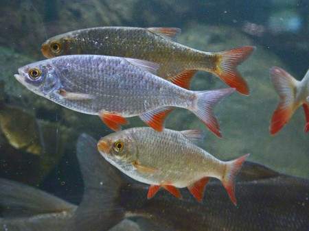 scardinius erythrophthalmus