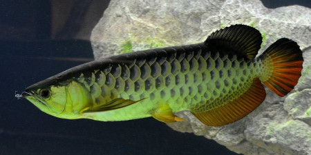 scleropages formosus