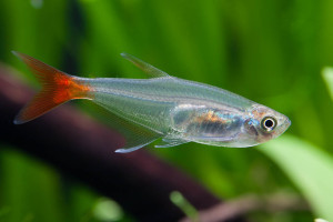 prionobrama filigera