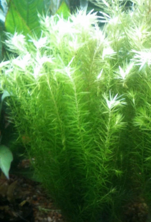 mayaca fluviatilis