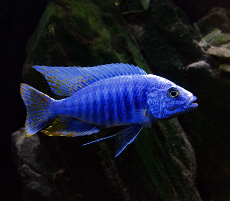 sciaenochromis fryeri