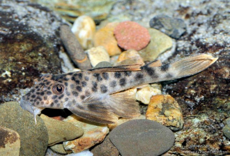 peckoltia feldbergae