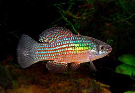 jordanella floridae