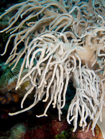 sinularia flexibilis