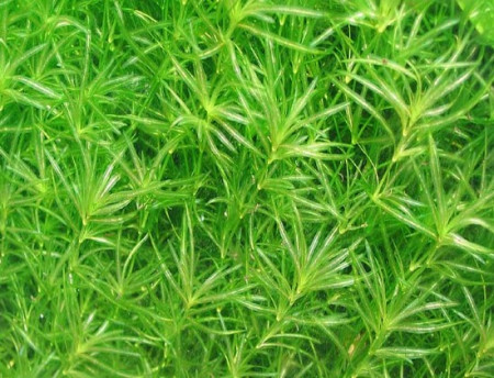 najas guadelupensis