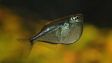 gasteropelecus levis