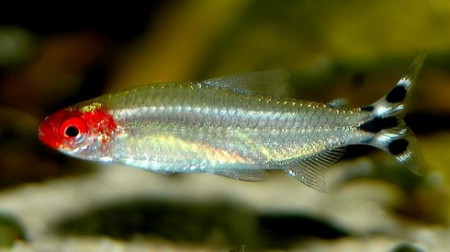 petitella georgiae