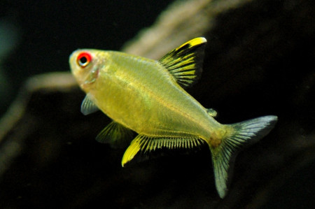 hyphessobrycon pulchripinnis
