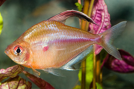hyphessobrycon socolofi