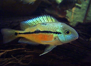 hypsophrys nicaraguensis