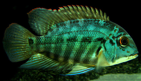 hoplarchus psittacus