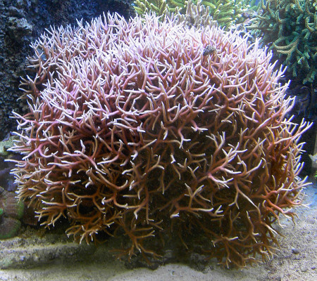 seriatopora hystrix