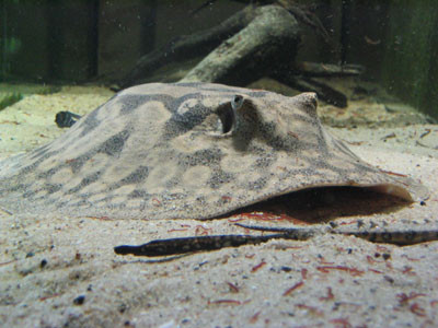 potamotrygon hystrix