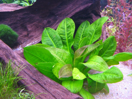 echinodorus parviflorus var. "tropica"