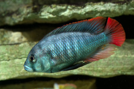 haplochromis obliquidens