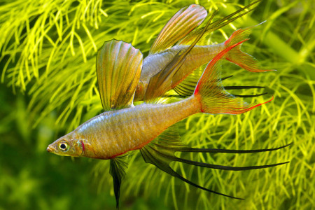 iriatherina werneri