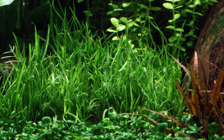 lilaeopsis mauritiana