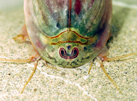 triops longicaudatus