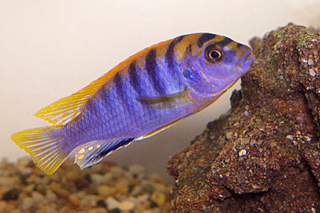 zz labidochromis sp.
