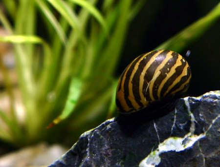 neritina natalensis