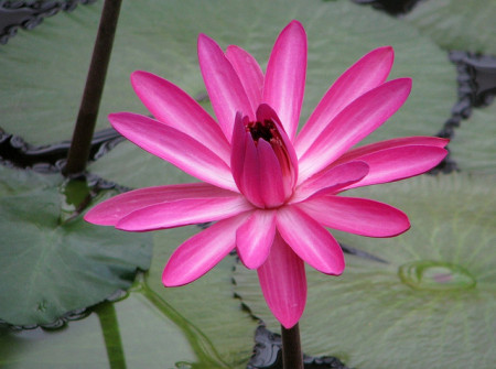 nymphaea rubra