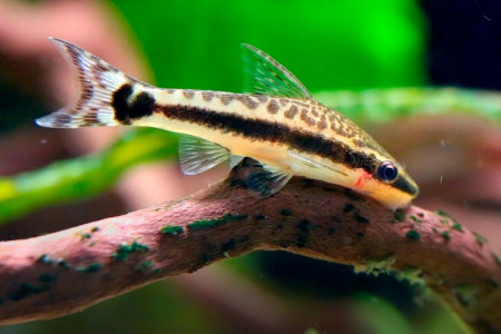 otocinclus vestitus