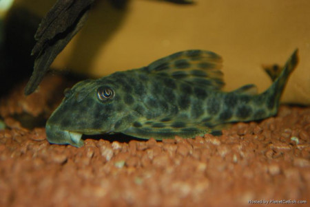 peckoltia oligospila