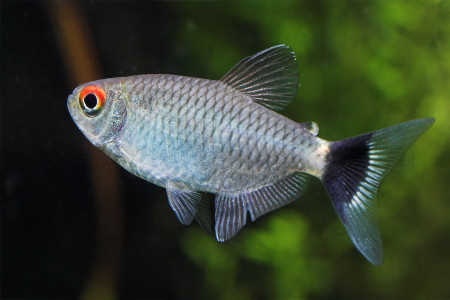 moenkhausia sanctaefilomenae