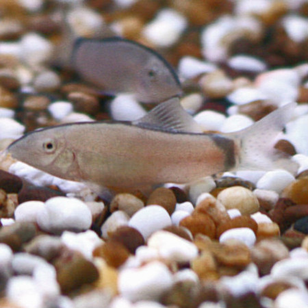 yasuhikotakia morleti