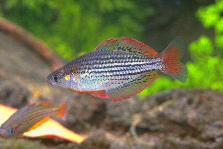 melanotaenia maccullochi