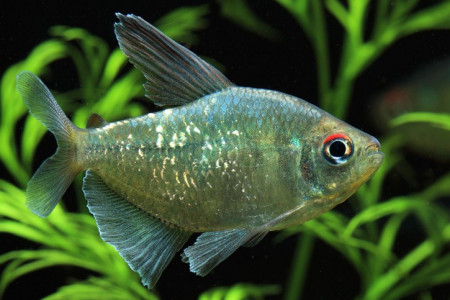 moenkhausia pittieri