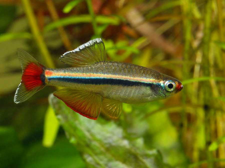 tanichthys micagemmae